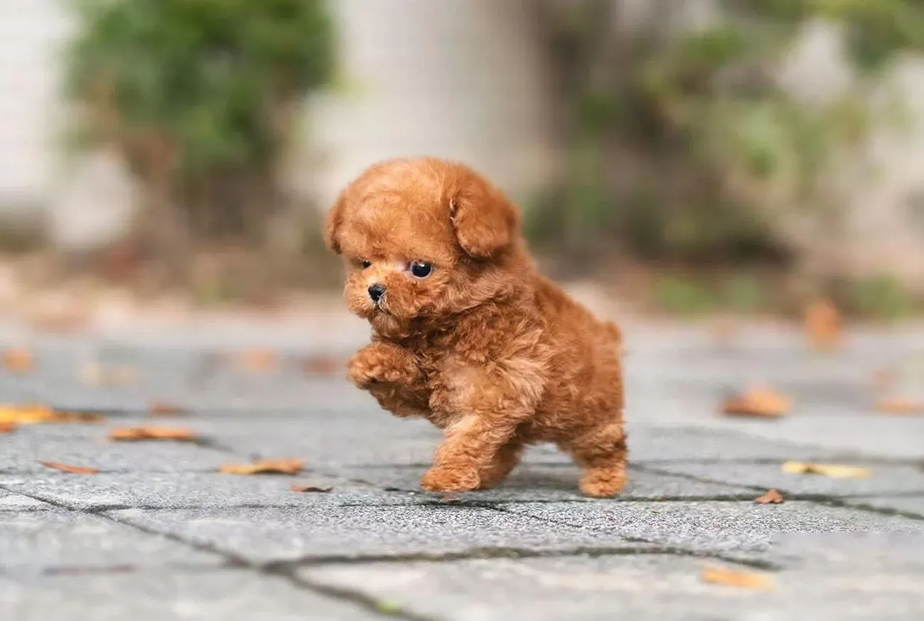 Raça de cachorro: conheça as 5 raças pequenas mais amadas do Brasil