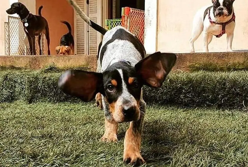 Rastreador-brasileiro: The rare national hunting dog