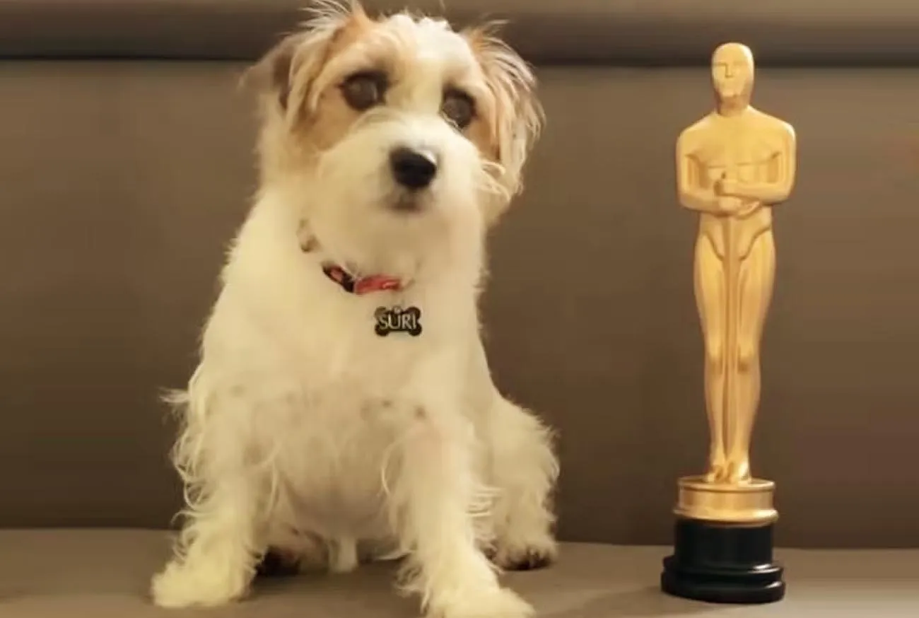 Prêmio Fido: Cães do "filme Ainda Estou Aqui" vencem o Oscar dos Cães