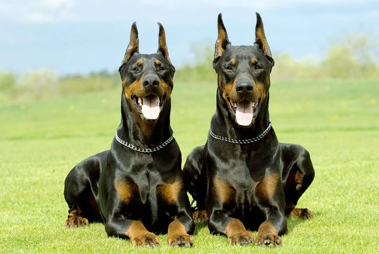 Doberman: O cão que une lealdade, inteligência e energia