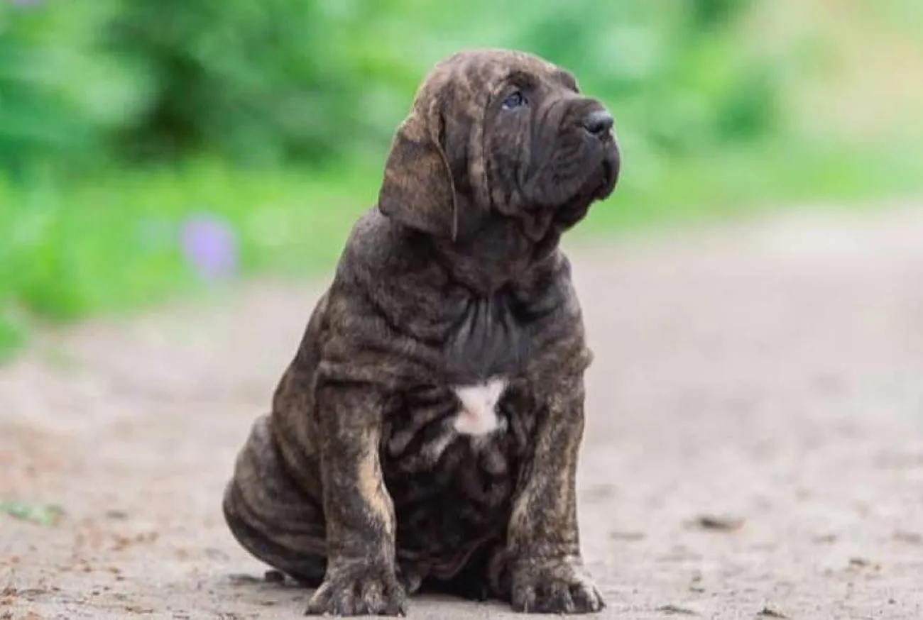 Fila Brasileiro: um cachorro leal, forte e protetor