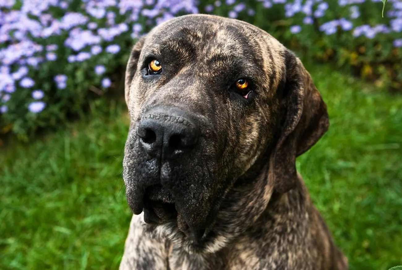 Fila Brasileiro: um cachorro leal, forte e protetor