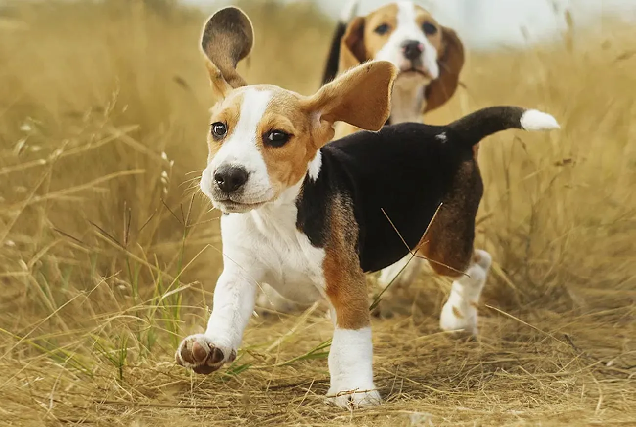 Beagle: o cachorro perfeito para famílias e aventuras