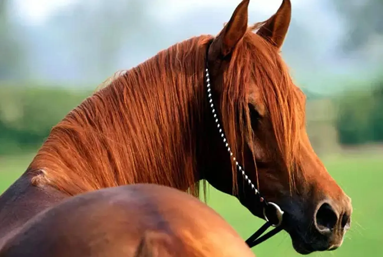 Brazilian Horses: 5 Breeds That Enchant Brazil and the World