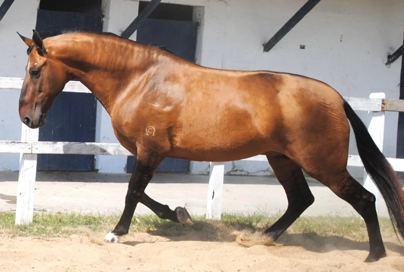 Brazilian Horses: 5 Breeds That Enchant Brazil and the World