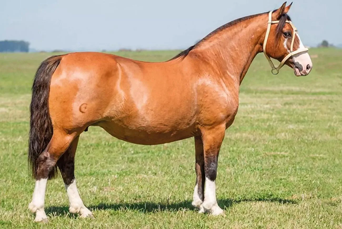 Brazilian Horses: 5 Breeds That Enchant Brazil and the World