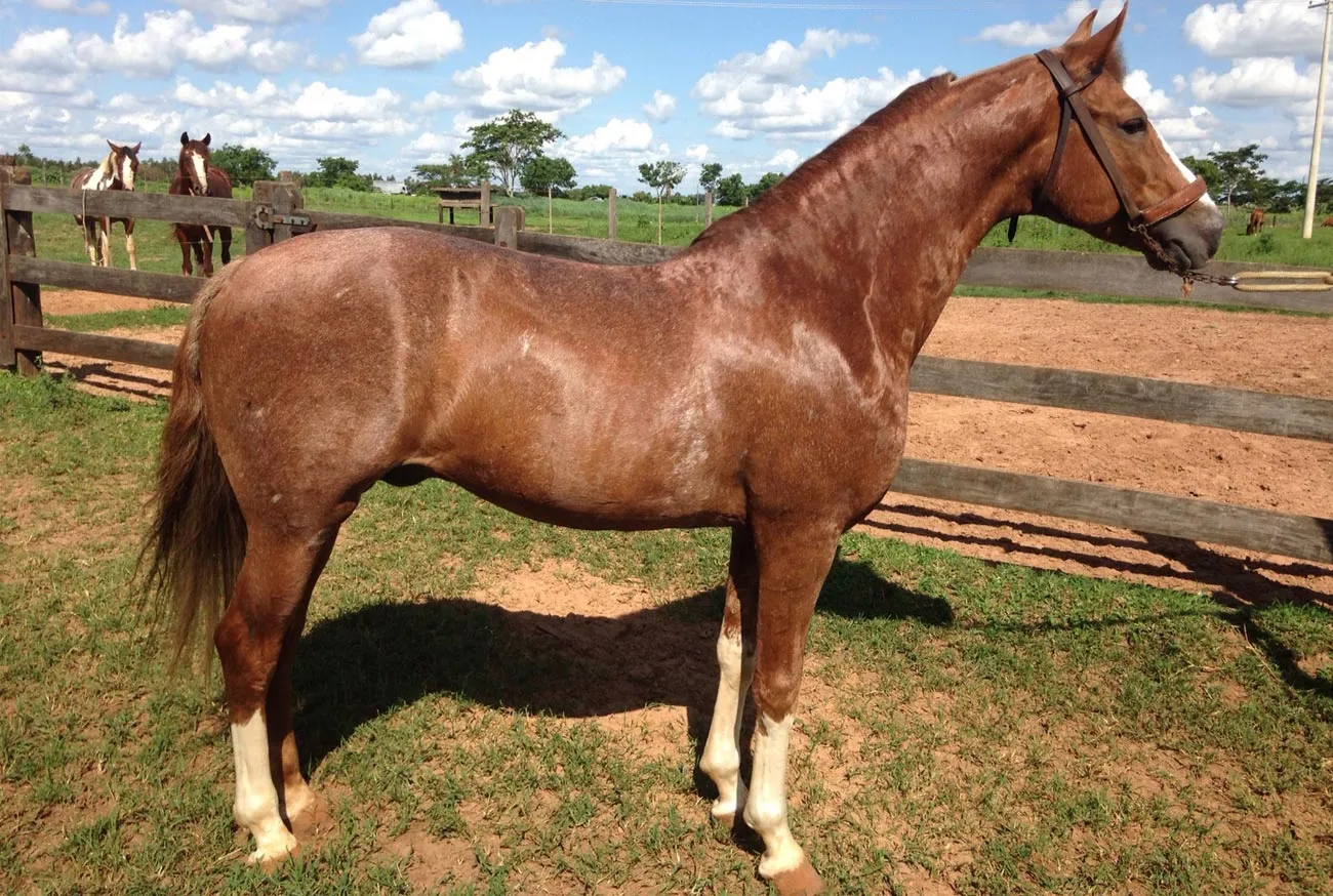 Brazilian Horses: 5 Breeds That Enchant Brazil and the World