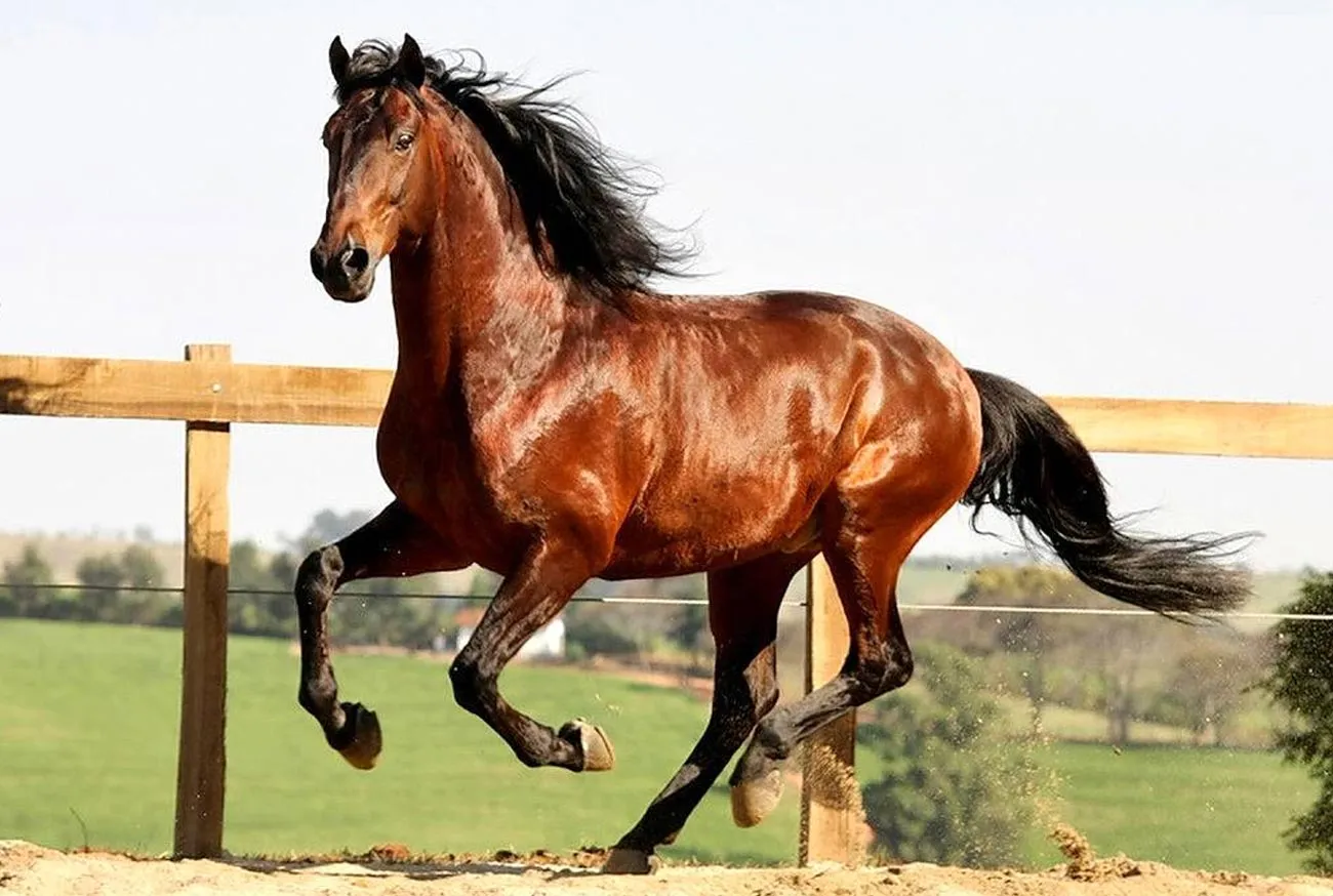 Brazilian Horses: 5 Breeds That Enchant Brazil and the World