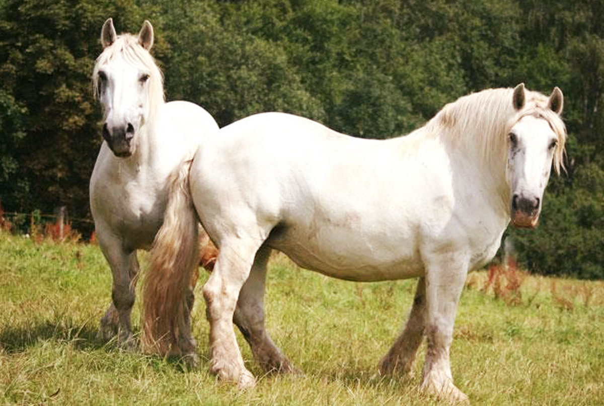 Percheron: A raça de cavalo gigante, gentil e versátil