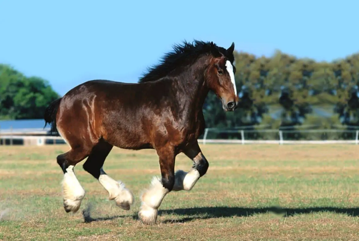 Percheron: A raça de cavalo gigante, gentil e versátil