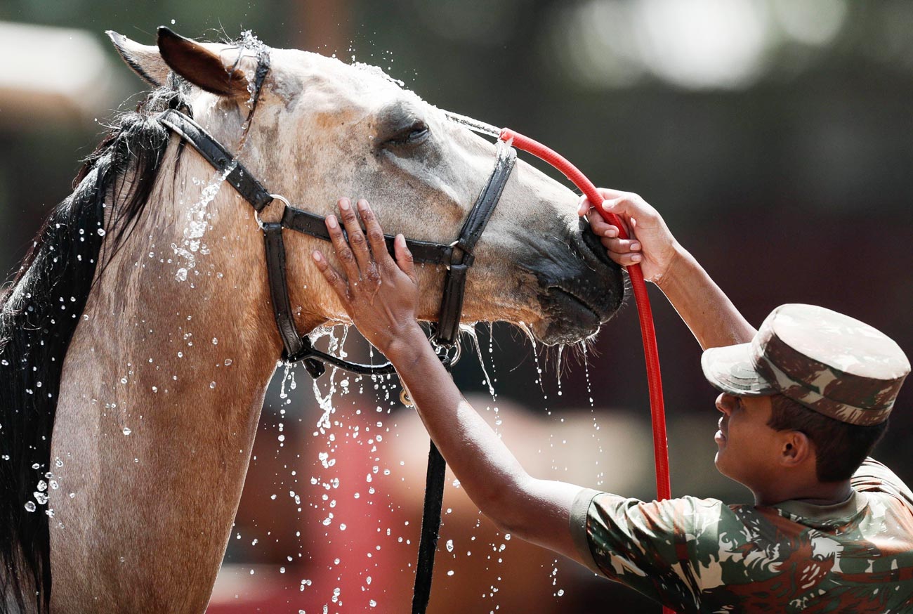 The Bay Horse, the unwitting hero of Brazil's Proclamation of the Republic