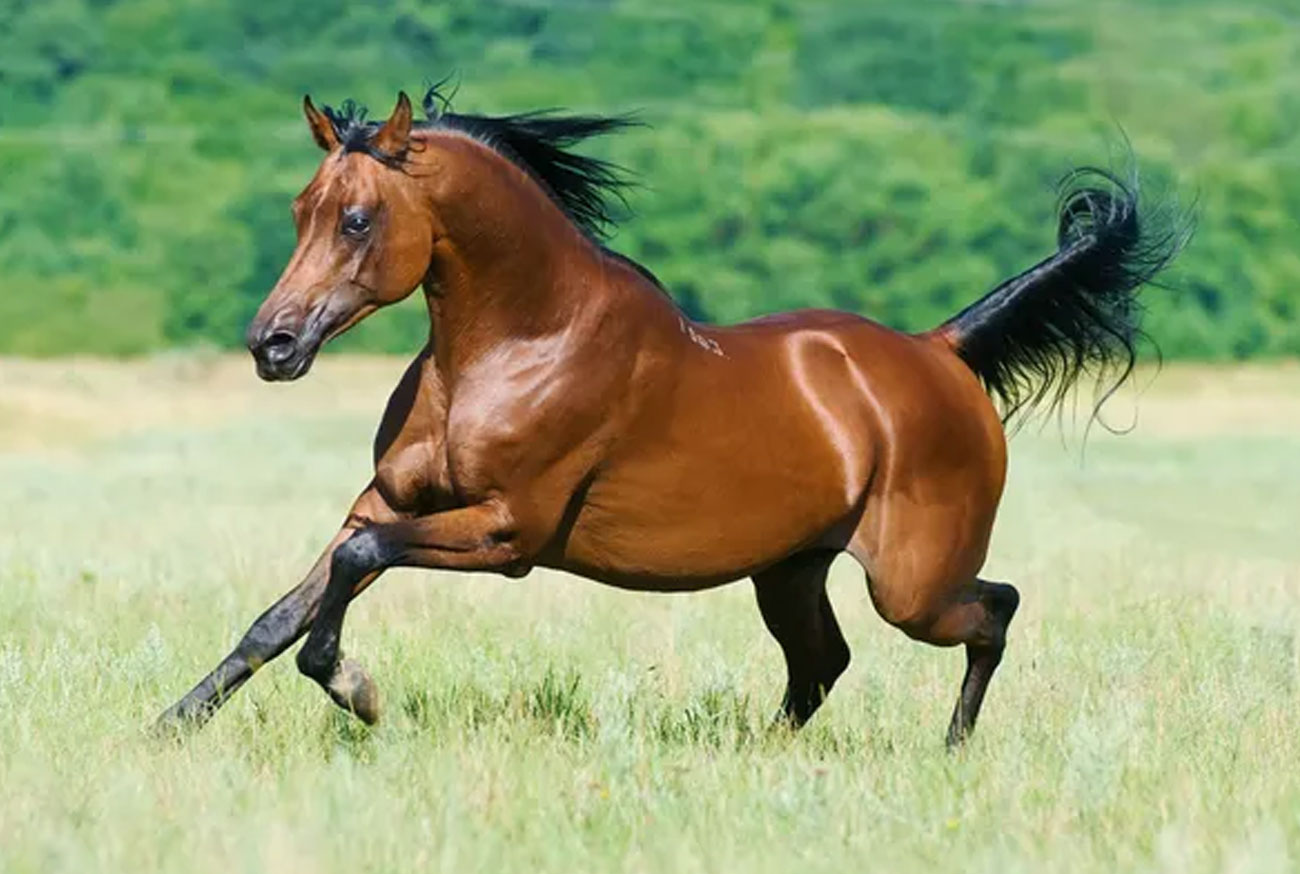 Cavalo Baio: Beleza, características, cuidados e curiosidades