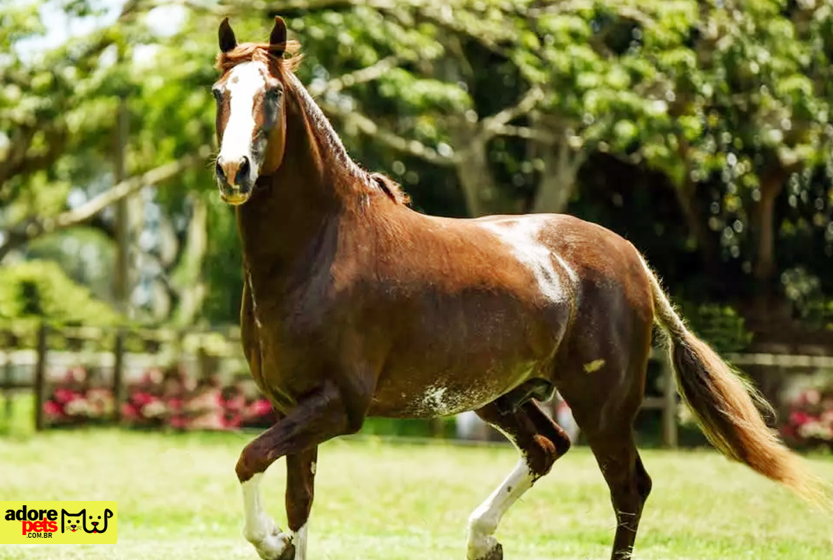 O Cavalo é um animal muito social, amigo e confiável