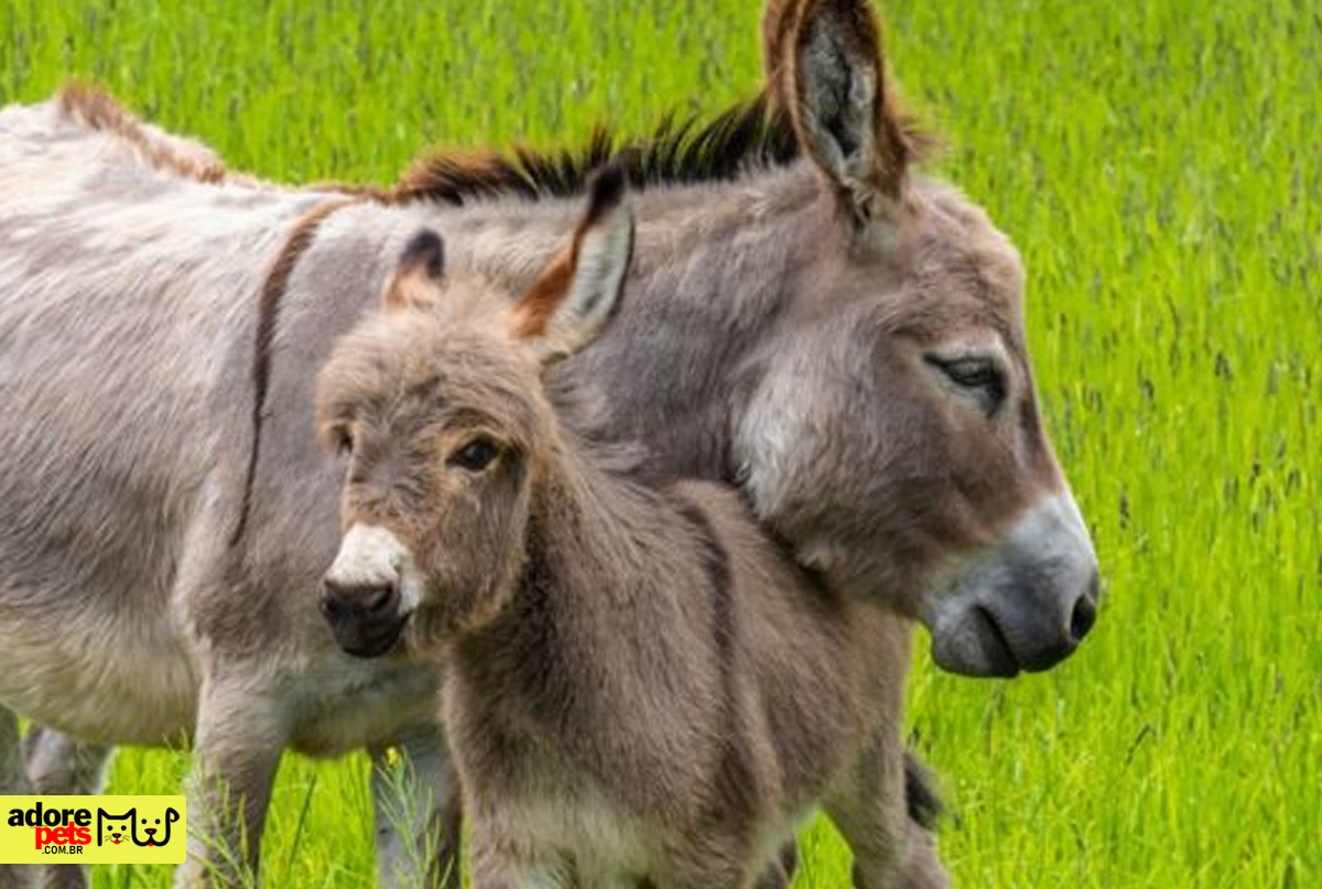 Donkey: Discover the story of these tireless donkeys