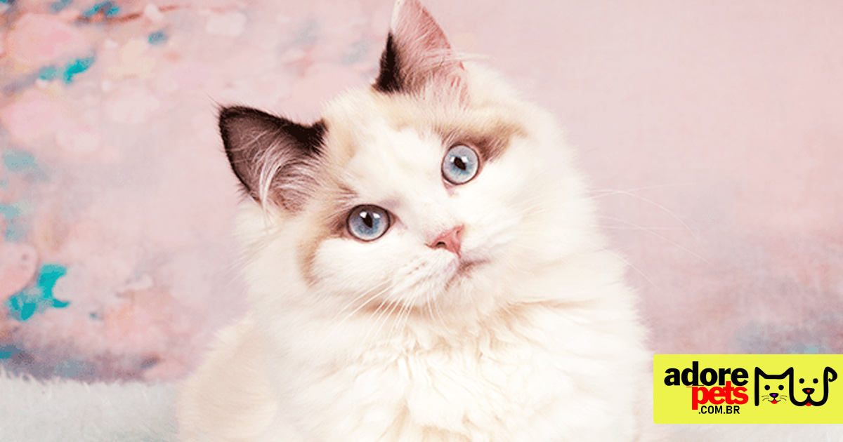 Ragdoll é um gato lindo com personalidade amorosa e relaxada