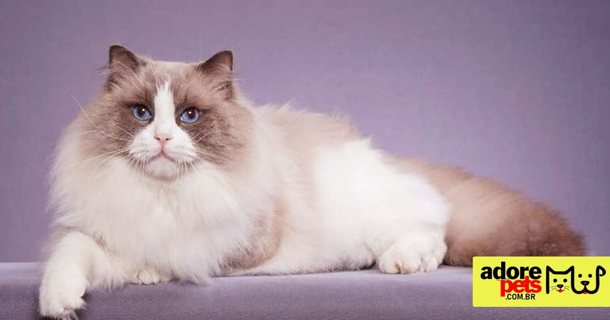 Ragdoll é um gato lindo com personalidade amorosa e relaxada