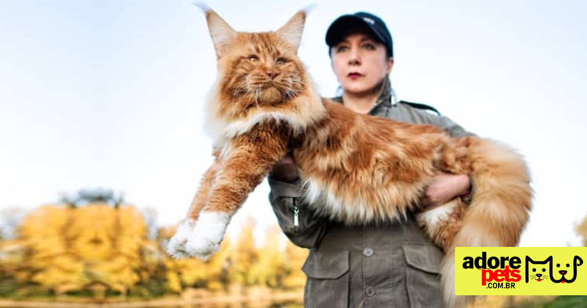 Maine Coon é a maior raça de gato doméstico do mundo