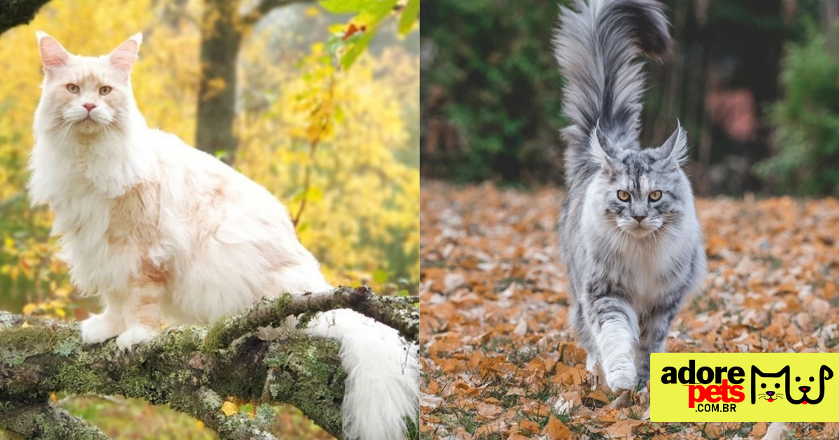 Maine Coon é a maior raça de gato doméstico do mundo