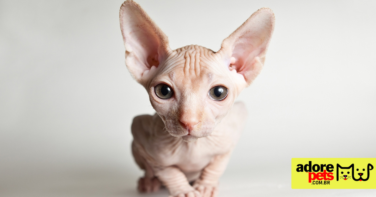 Sphynx, o gato careca é exótico e de uma personalidade maravilhosa