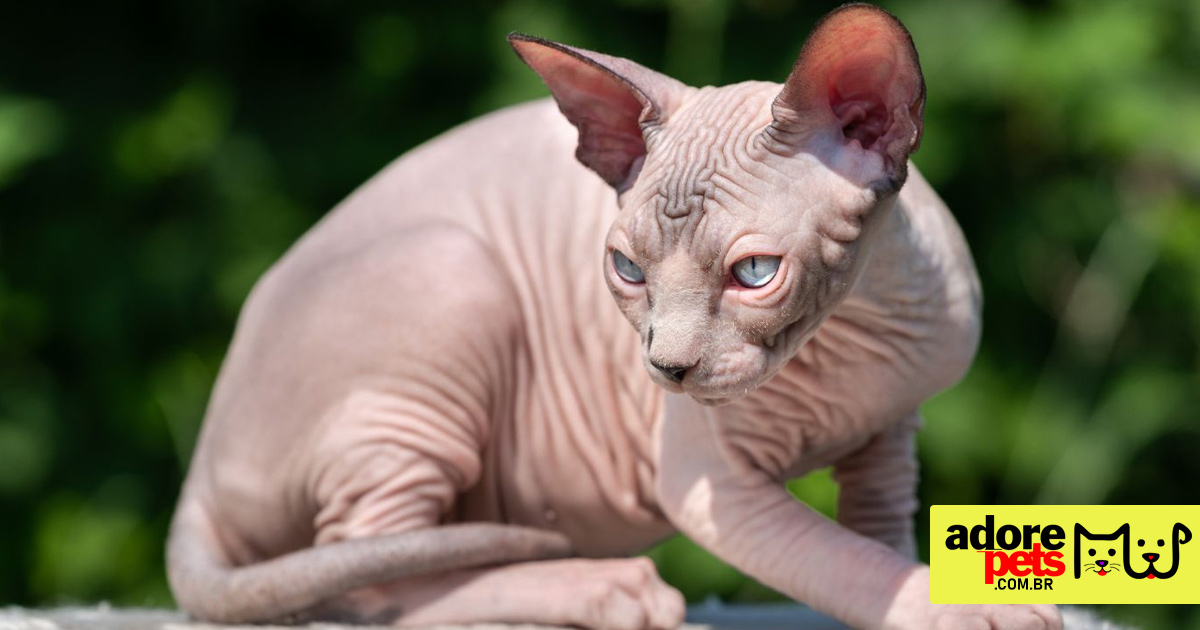 Sphynx, o gato careca é exótico e de uma personalidade maravilhosa