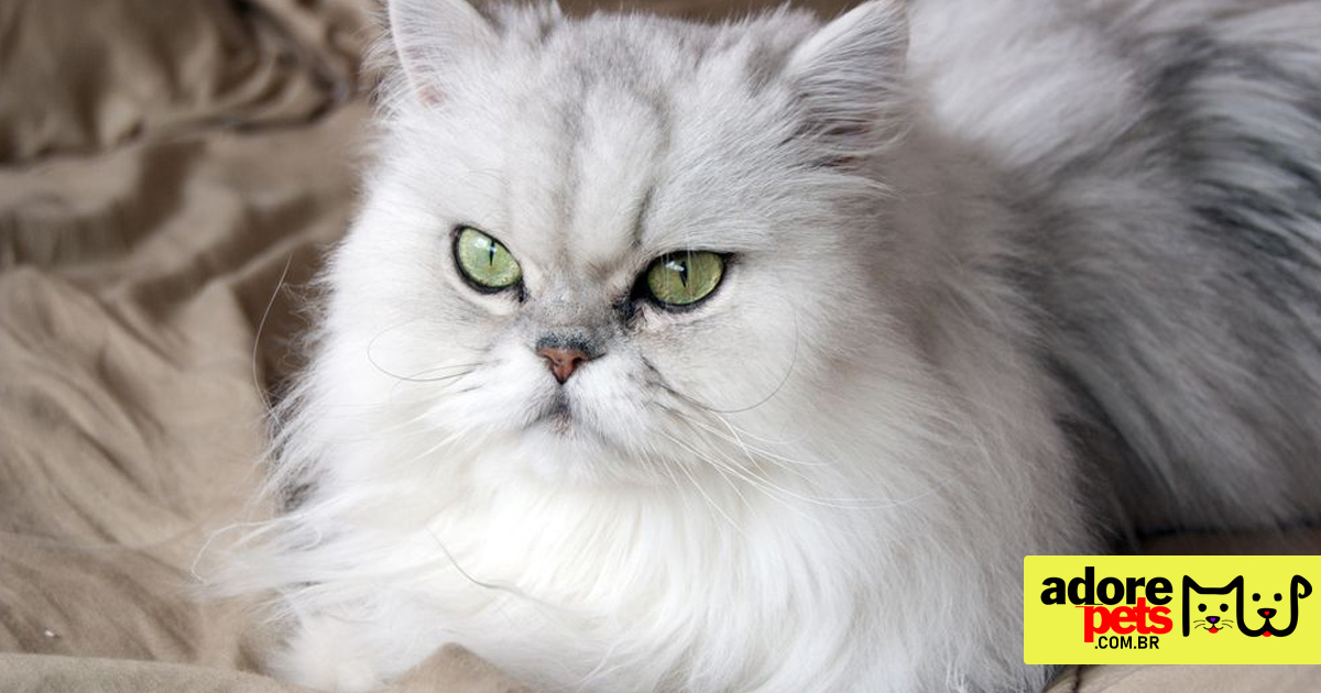 Persian cat the most popular and loved in Brazil and the world