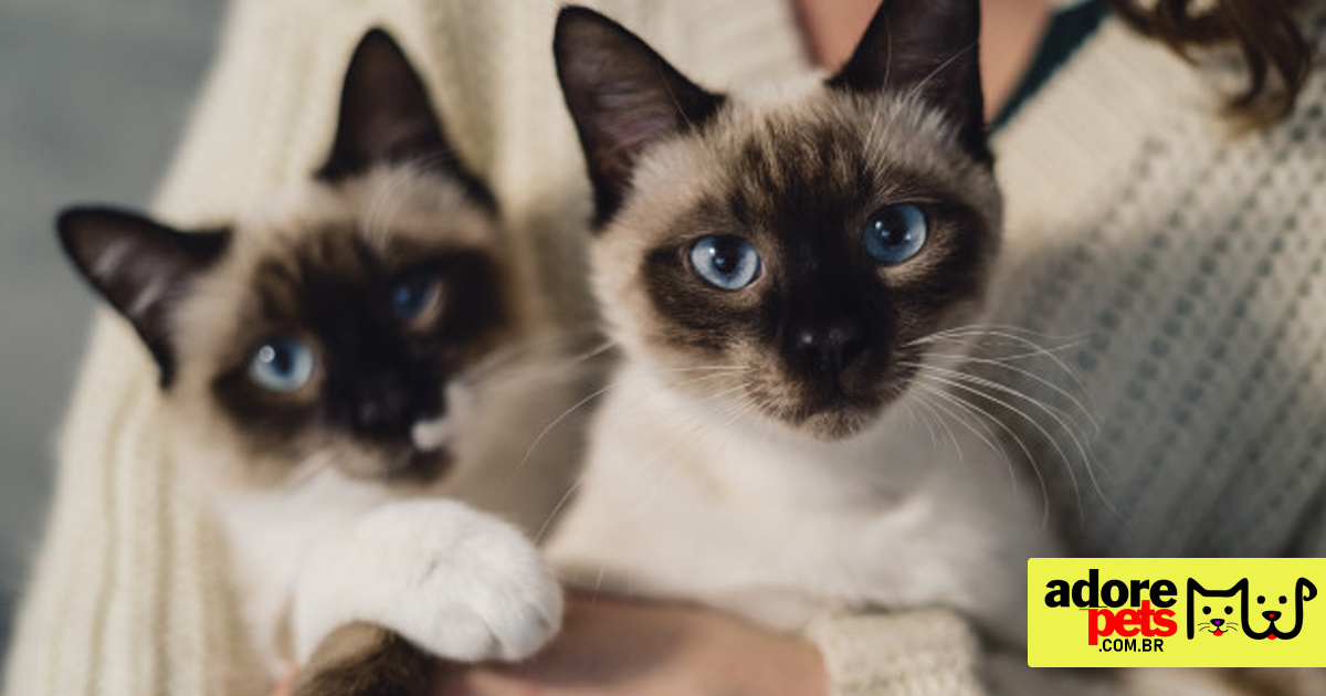 Protecting our pets from the heatwave