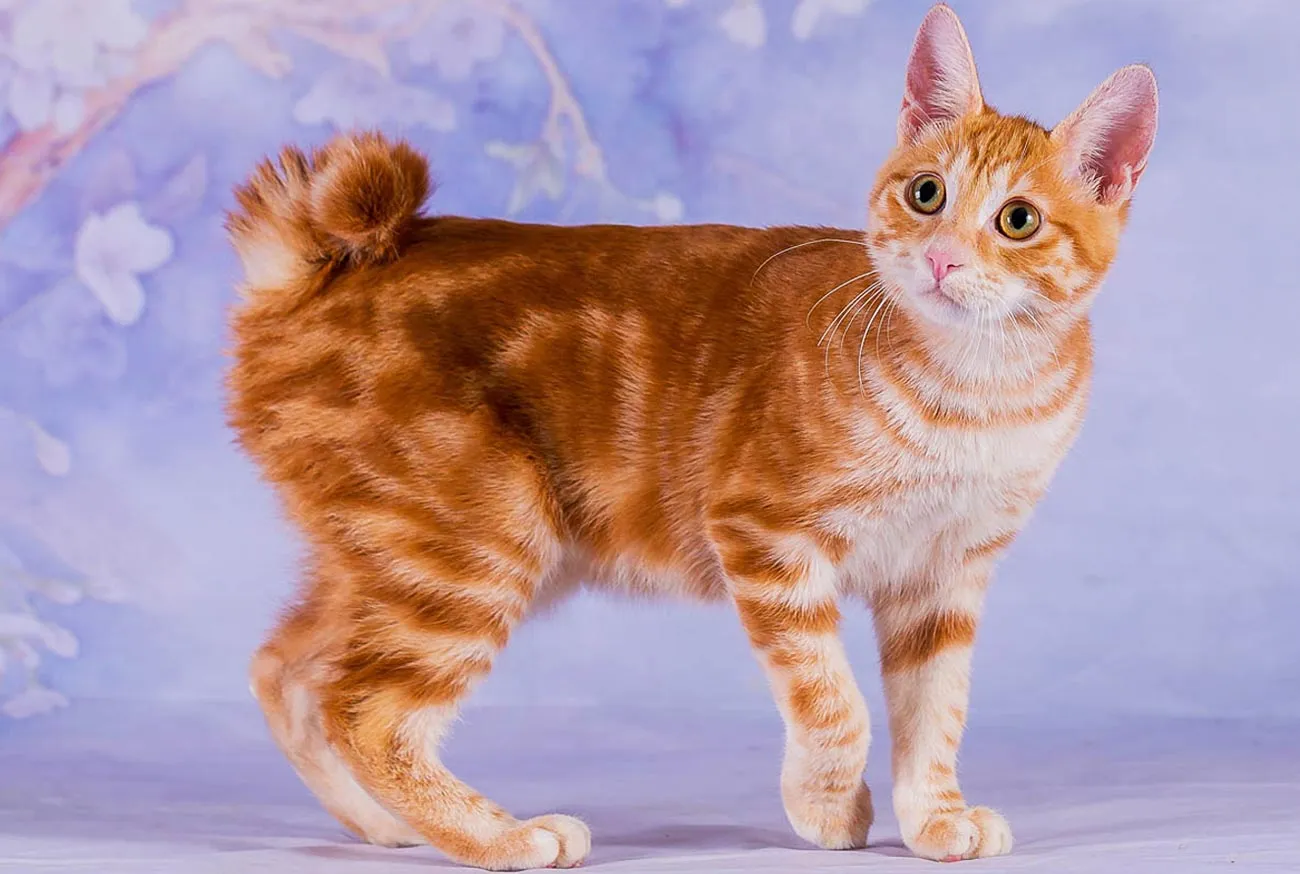 Bobtail japonês: o gato de rabo enrolado que é símbolo de sorte