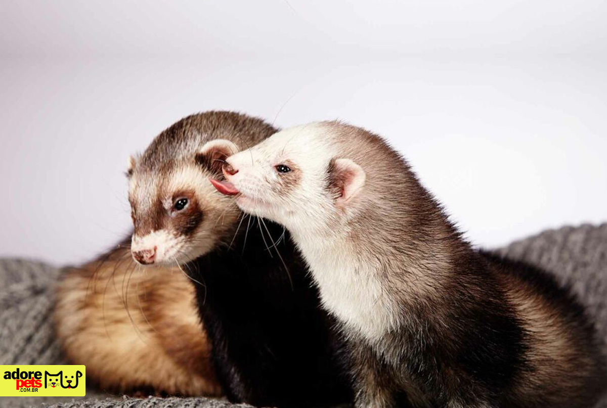 Ferret, the fun and charming pet