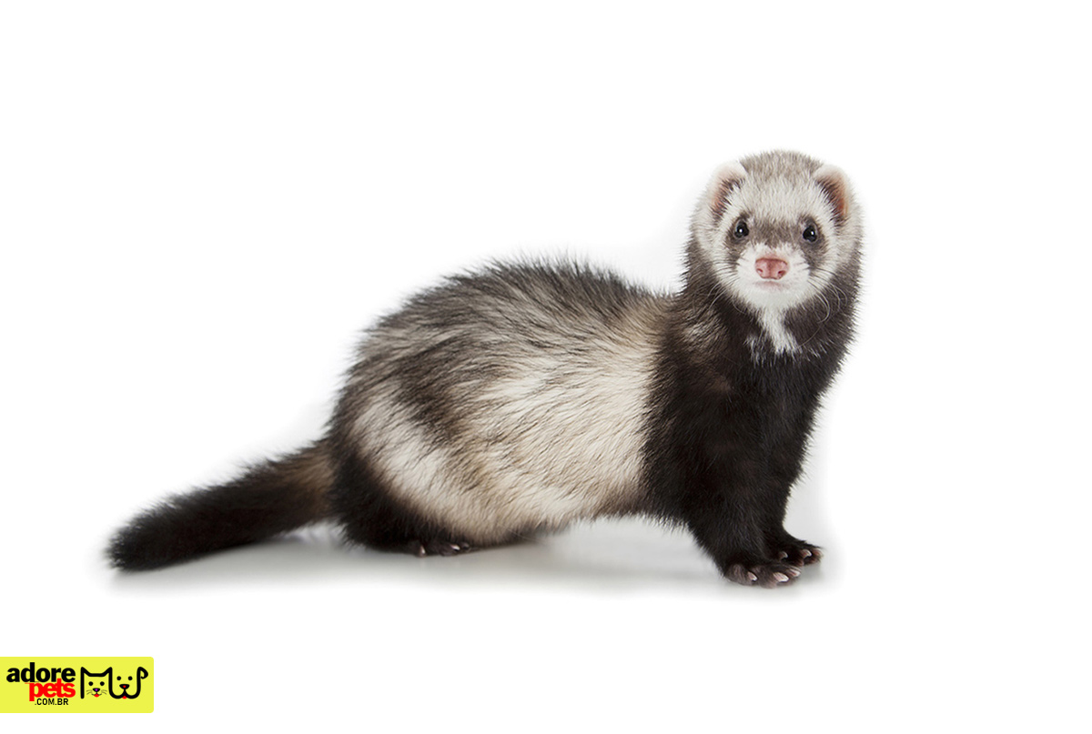 Ferret, the fun and charming pet