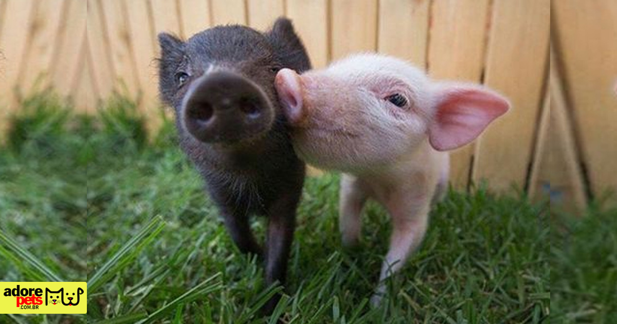 Porco como animal de estimação é um verdadeiro amigão para a família