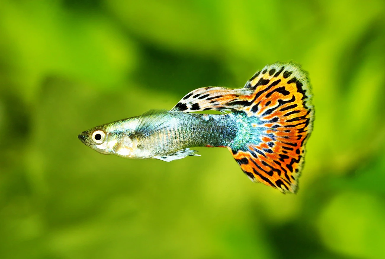 Tudo sobre Guppy: O peixe ideal para aquários de todos os tipos