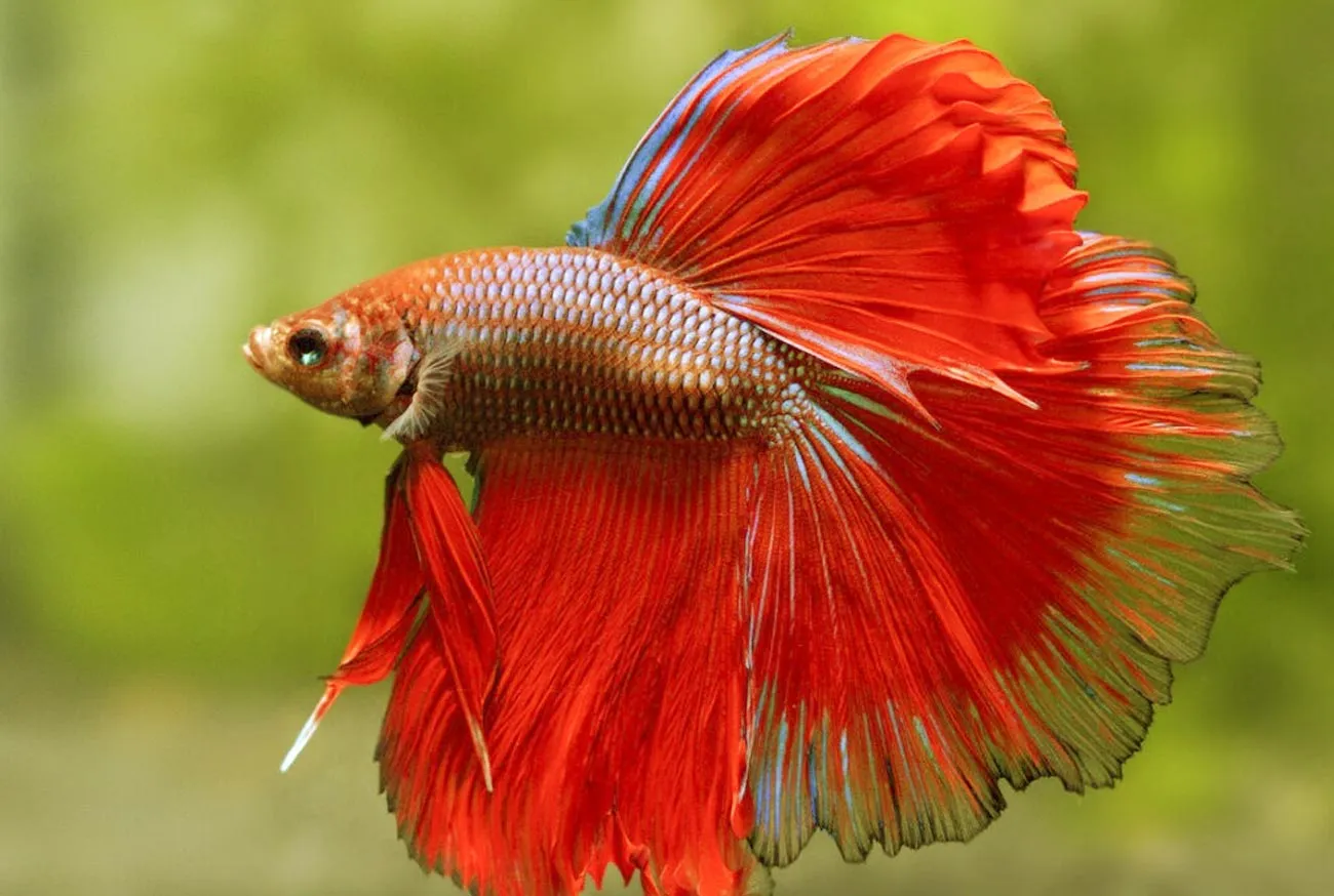 Betta Fish: Discover the Complete Guide to Caring for Your Warrior!