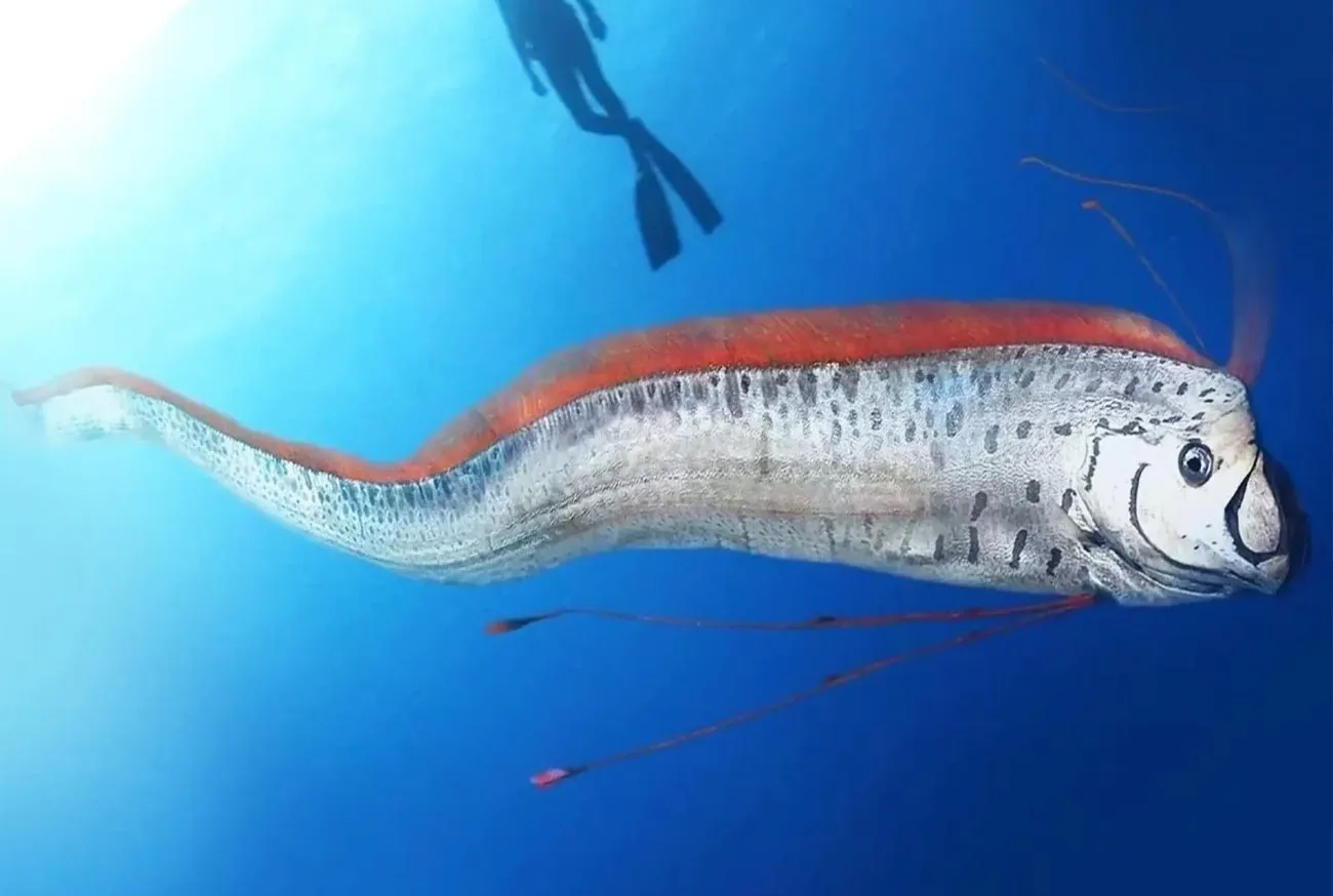 Oarfish: why it is called 'the fish of the end of the world'