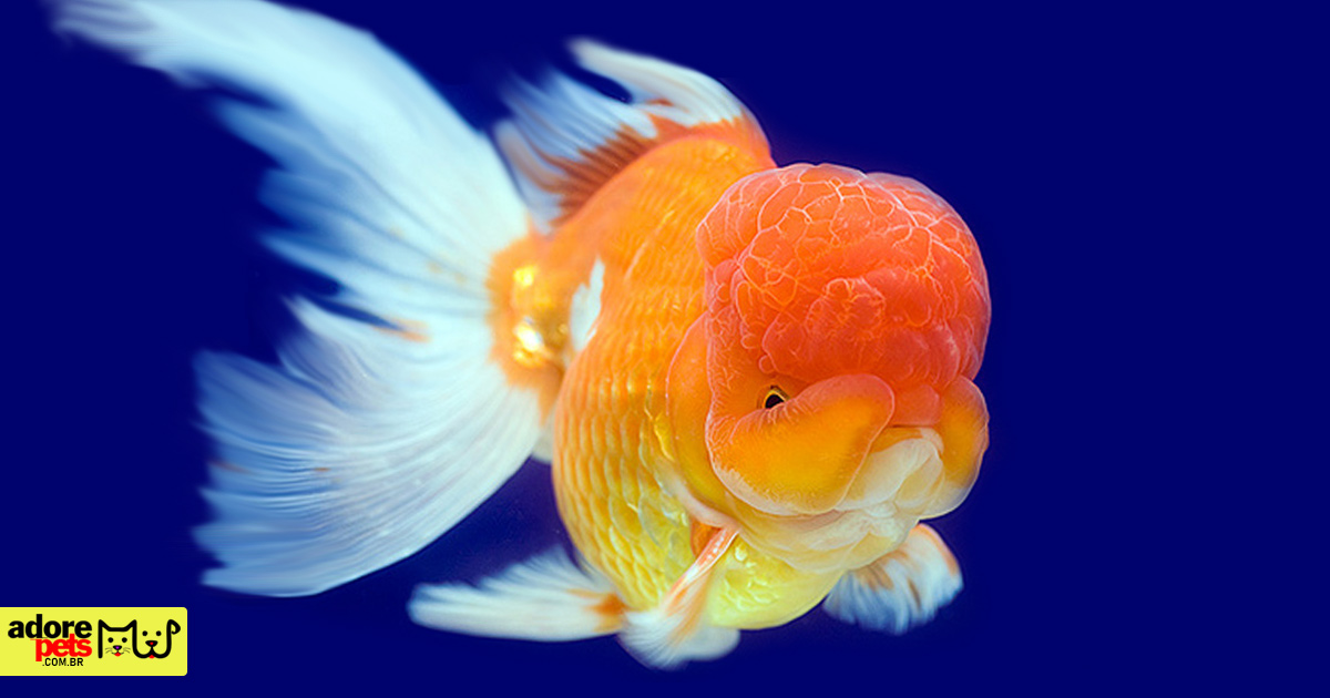 Lionhead Goldfish: A pet of stunning beauty and essential care