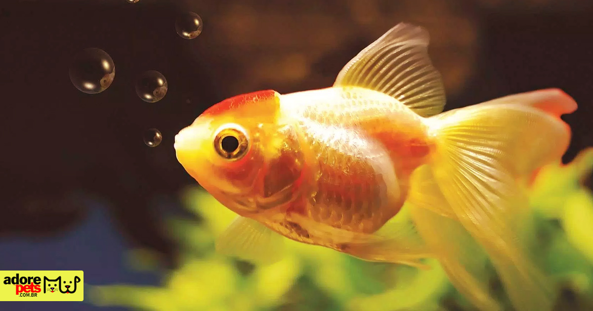 Goldfish: A shiny pet to brighten up your home