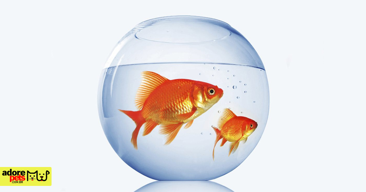 Goldfish: A shiny pet to brighten up your home