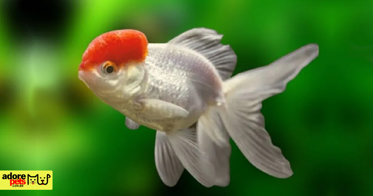 Oranda é o peixe kinguio considerado uma obra de arte viva