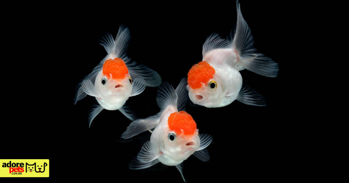 Oranda é o peixe kinguio considerado uma obra de arte viva