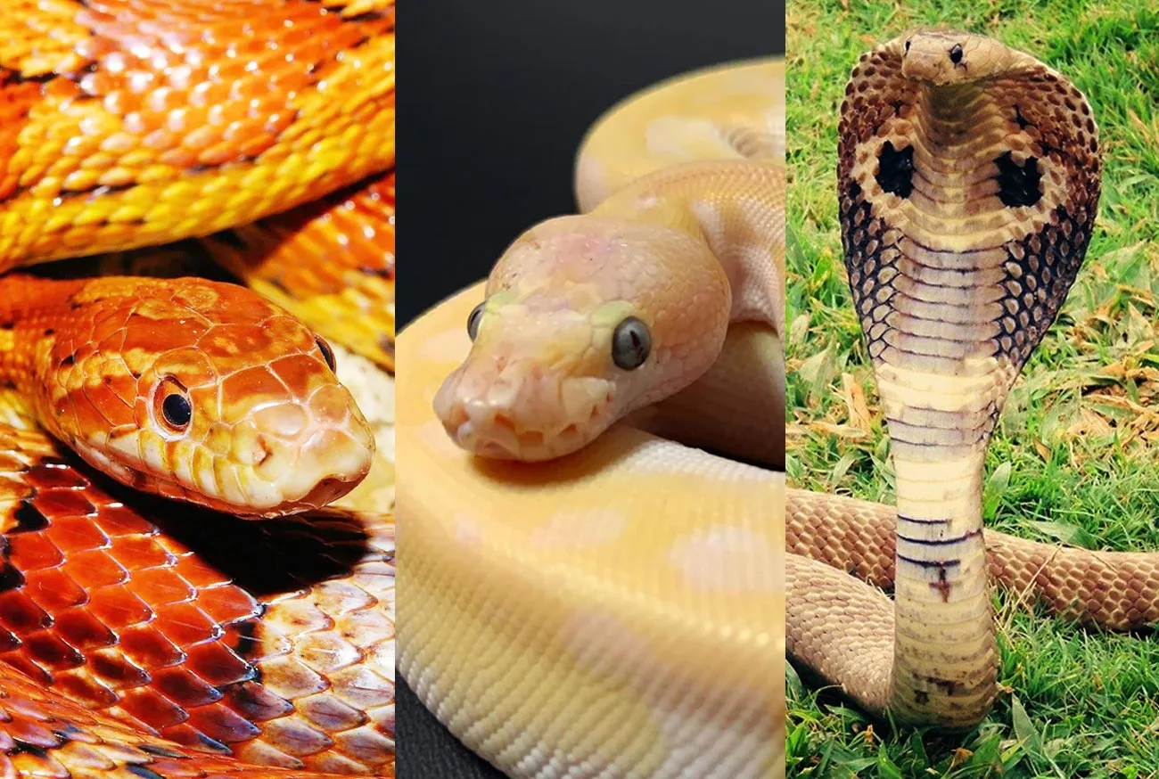 Snake as a Pet: Everything you need to know to have one