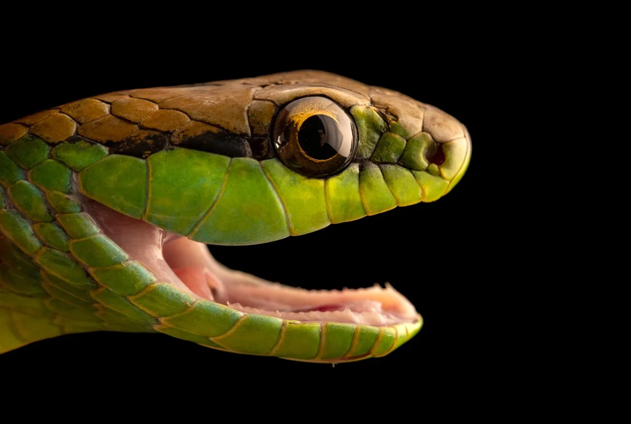 Snake as a Pet: Everything you need to know to have one