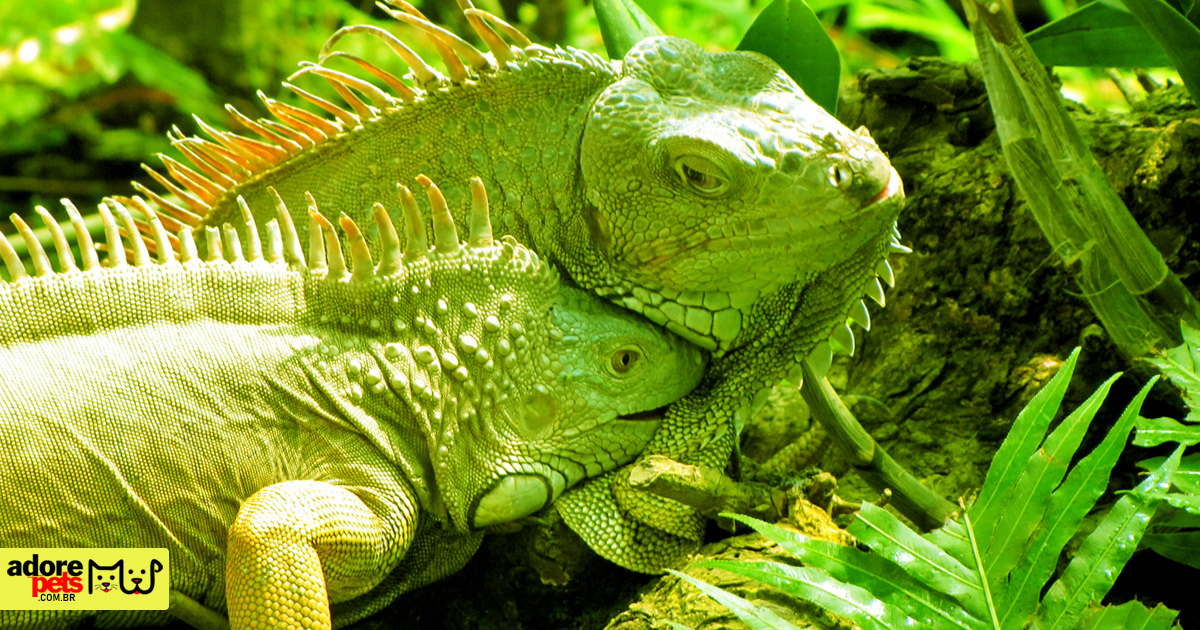 Iguana verde: um réptil incrível para ter como pet