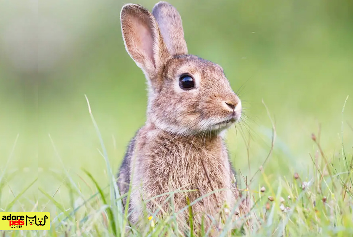 Find out what it's like to raise a rabbit as a pet