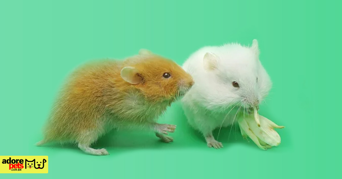 Learn how to raise a beautiful and wonderful Hamster as a pet