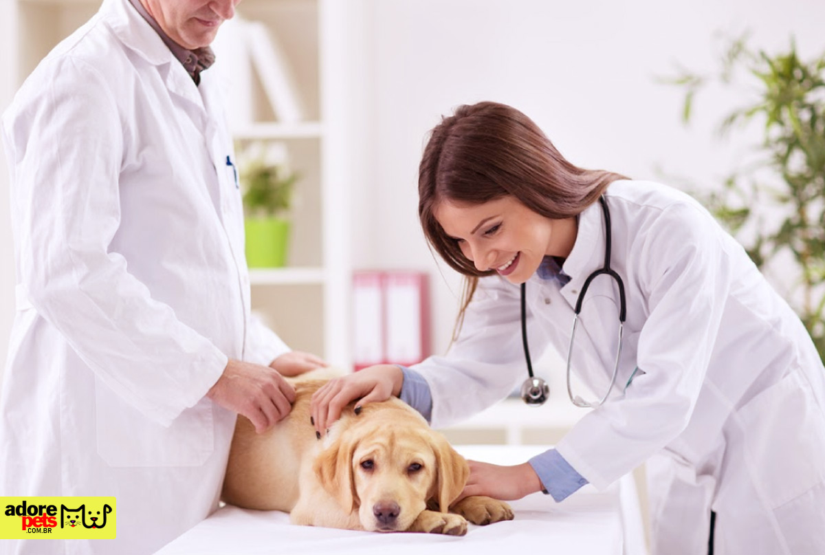 O veterinário é essencial para a saúde do seu Pet