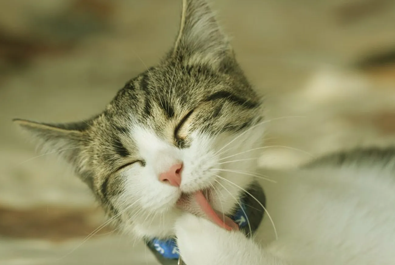 Descubra tudo sobre bolas de pêlo em gatos e proteja a saúde deles!