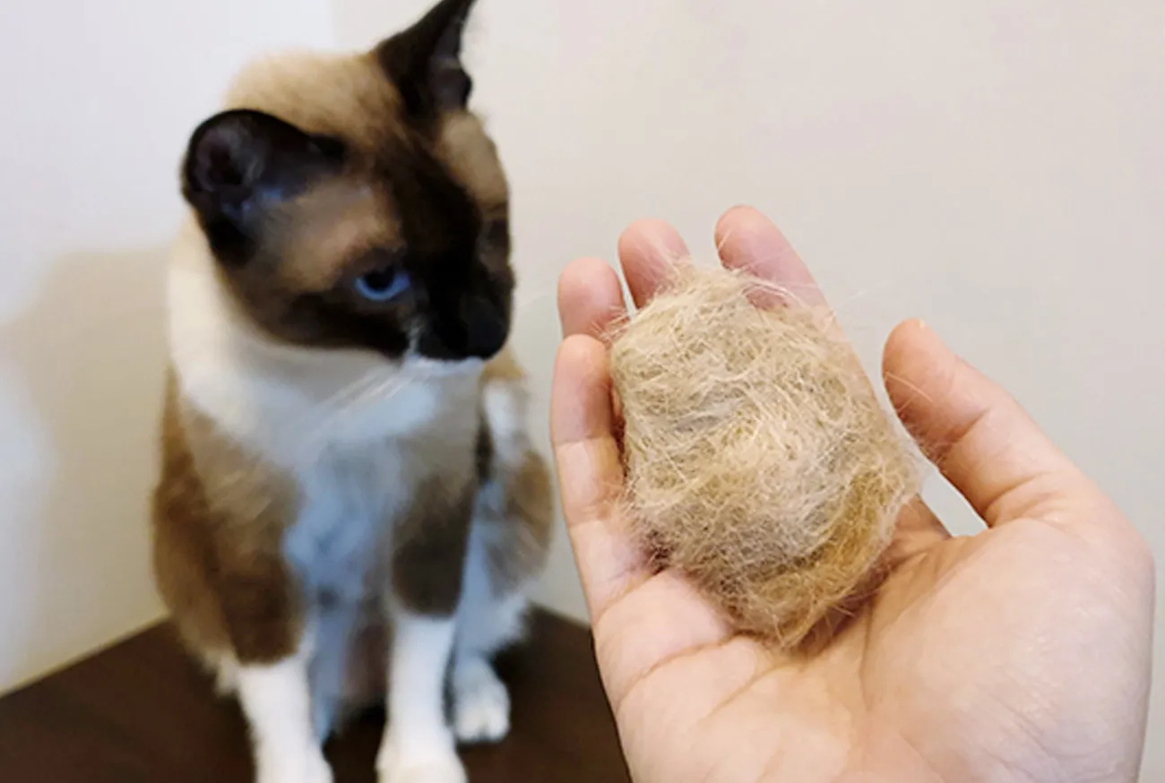 Descubra tudo sobre bolas de pêlo em gatos e proteja a saúde deles!