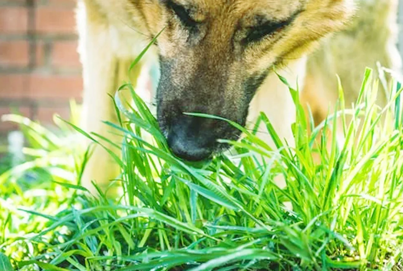 Por que cachorro come capim? Descubra o motivo e se preocupe menos