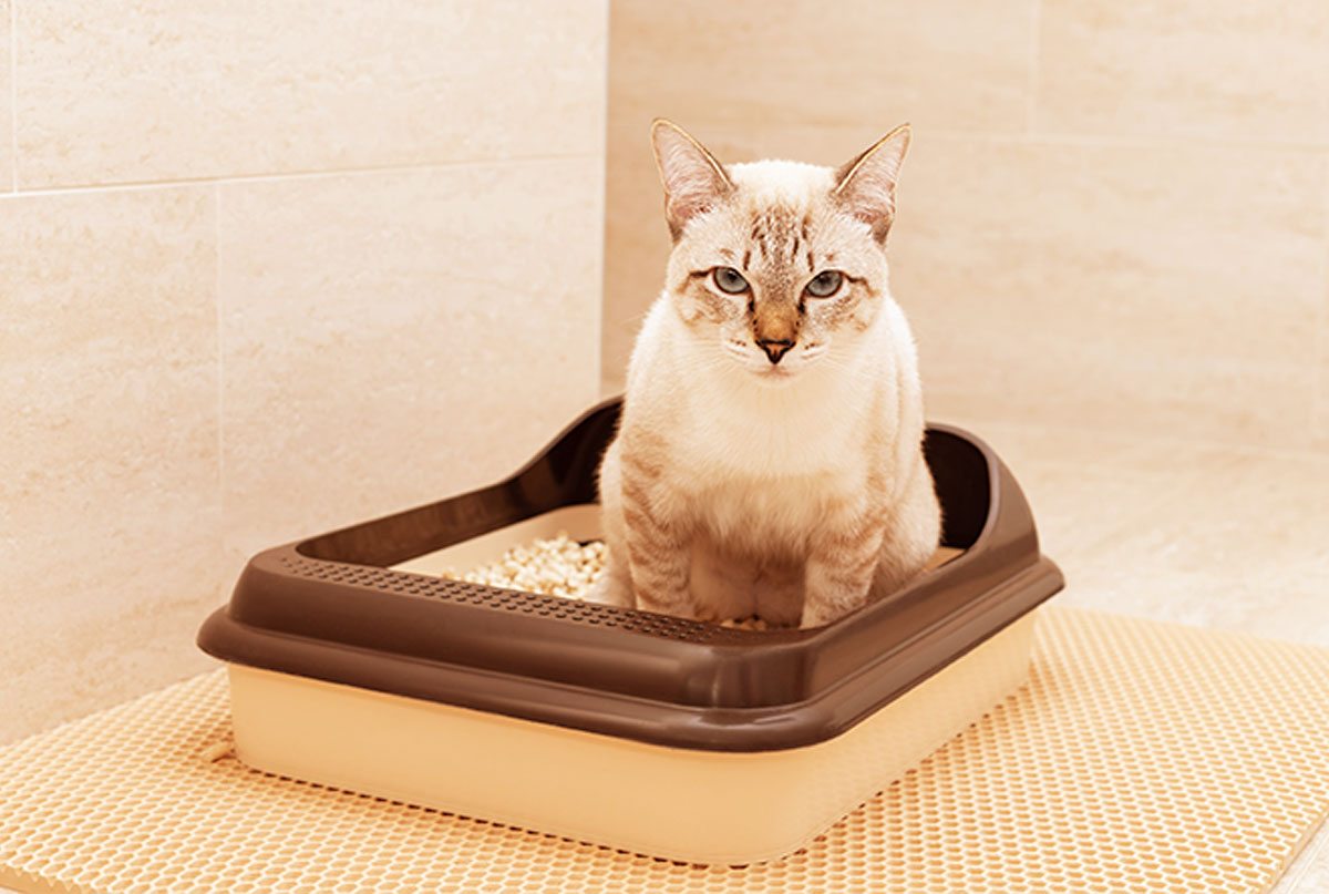 Types of cat litter: Choose the best one for your feline