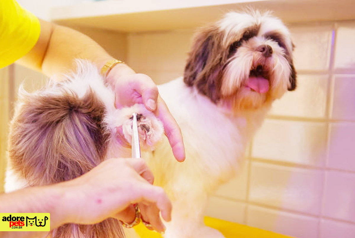 Banho e Tosa: Benefícios para a saúde e felicidade dos Pets