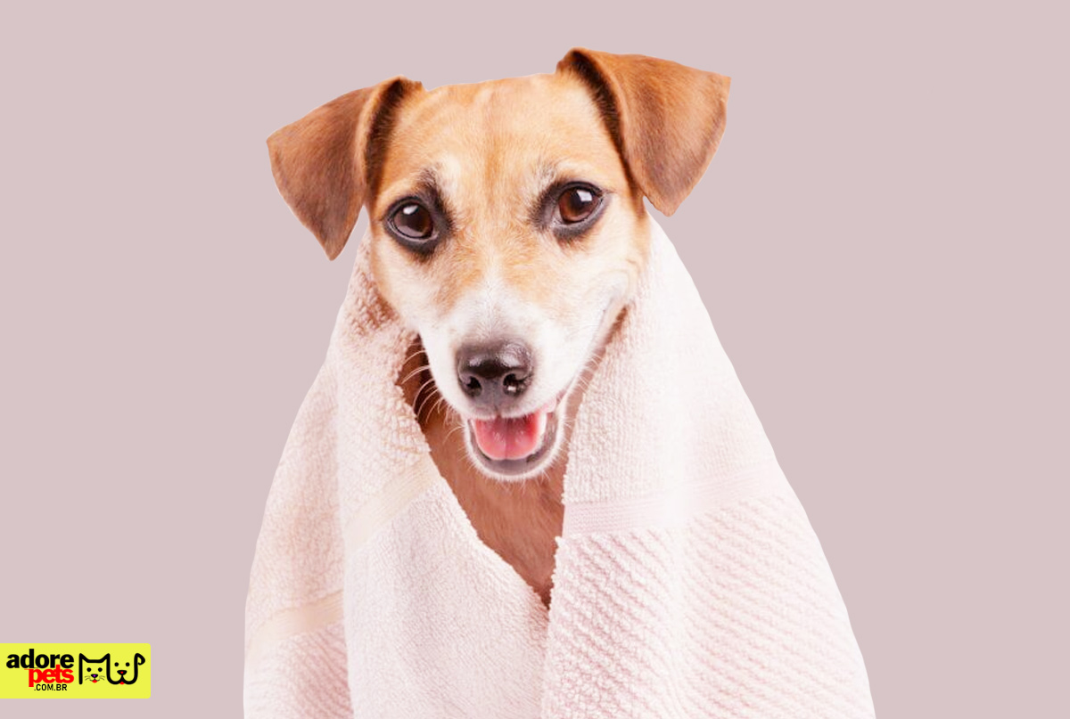 Bathing and Grooming: Benefits for the health and happiness of Pets